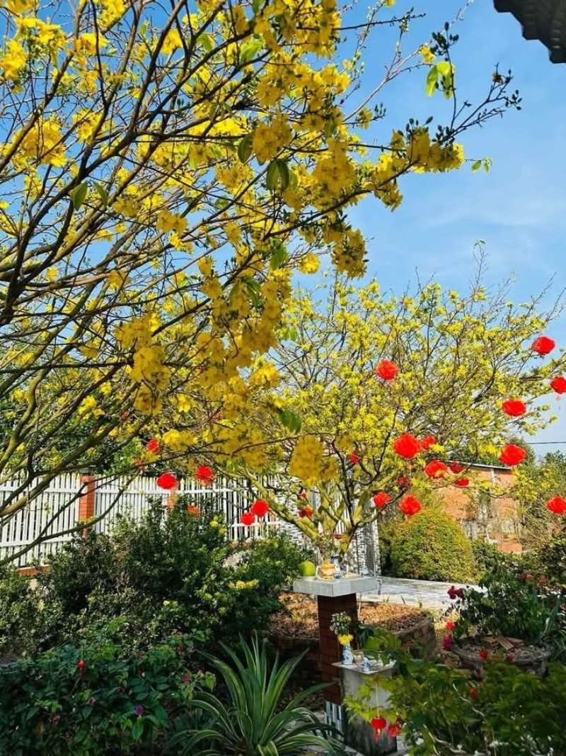 Ảnh hoa mai dịp Tết đến xuân về