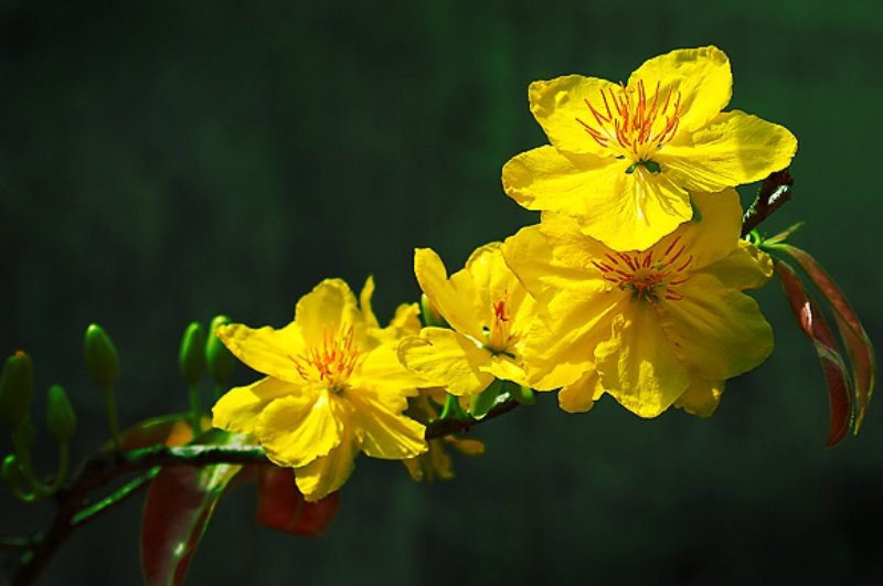 Ảnh hoa mai đua nhau khoe sắc dịp Tết đến xuân về