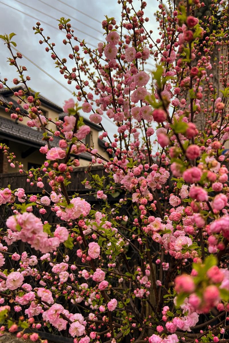 Ảnh hoa mai, hoa đào đua nhau khoe sắc dịp Tết đến xuân về