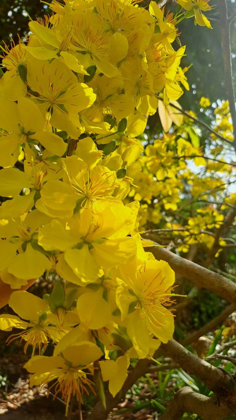 Ảnh hoa mai khoe sắc dịp Tết đến xuân về