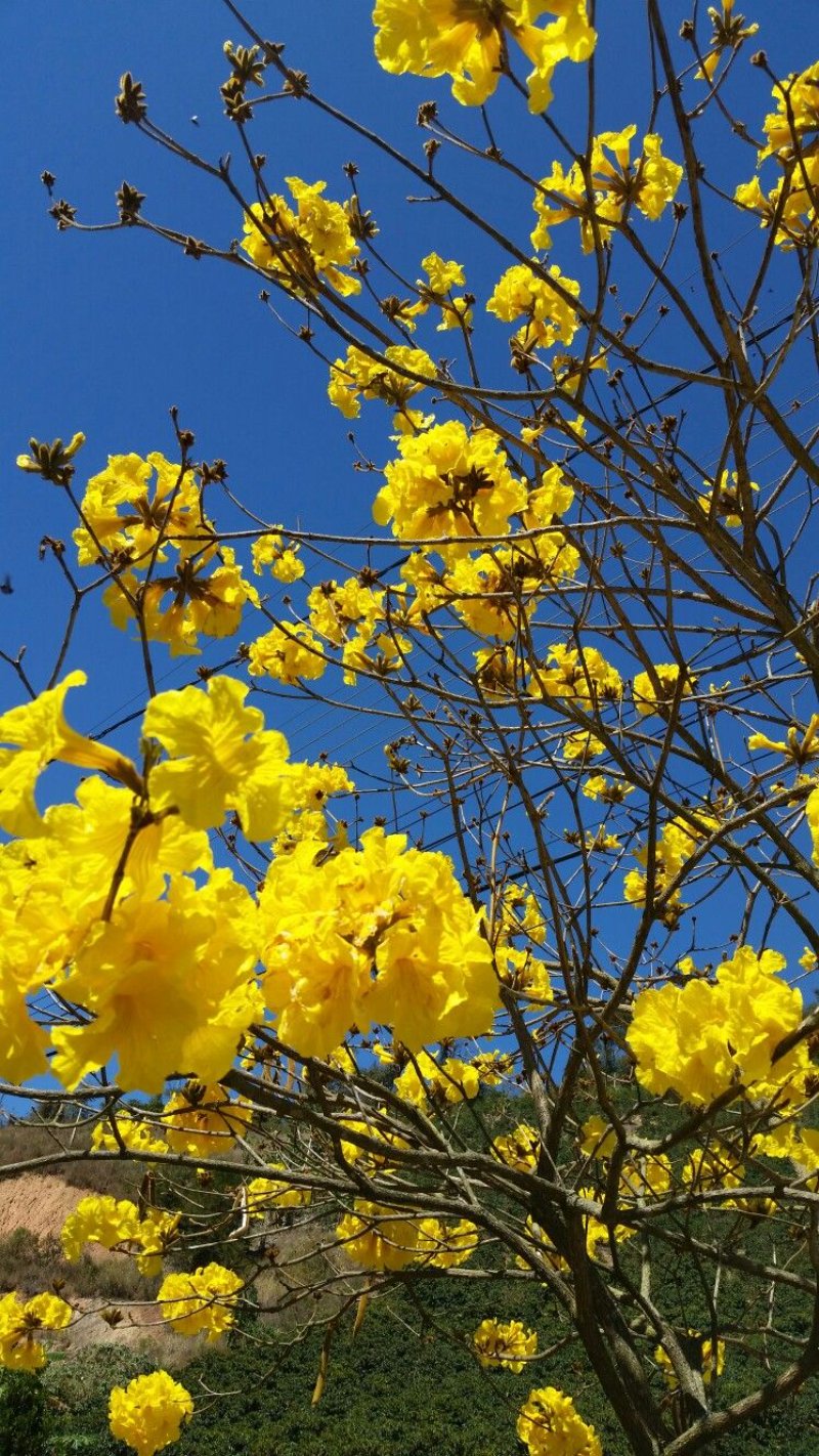 Ảnh hoa mai rực rỡ đua nhau khoe sắc dịp Tết đến xuân về