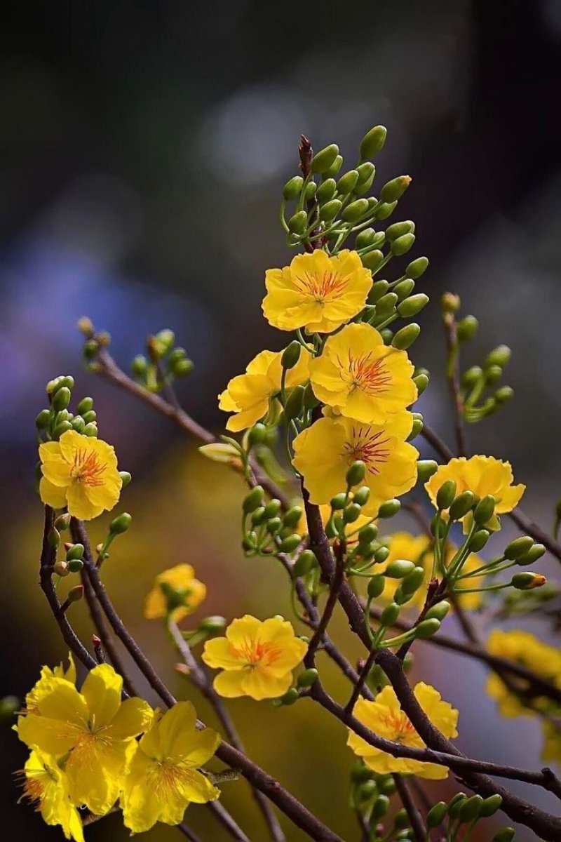 Ảnh hoa mai vàng đua nhau khoe sắc dịp Tết đến xuân về