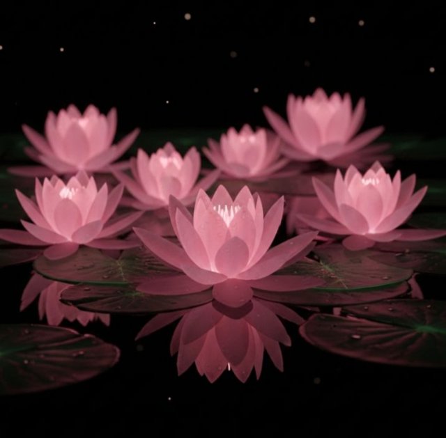 Ảnh hoa sen ban đêm làm nền máy tính cực chất