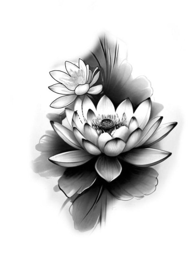 Ảnh hoa sen đen trắng 2026 dùng trong nghệ thuật