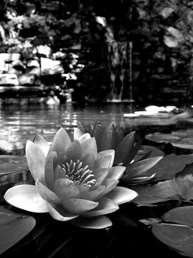 Ảnh hoa sen đen trắng 2026 với phông nền tối ấn tượng