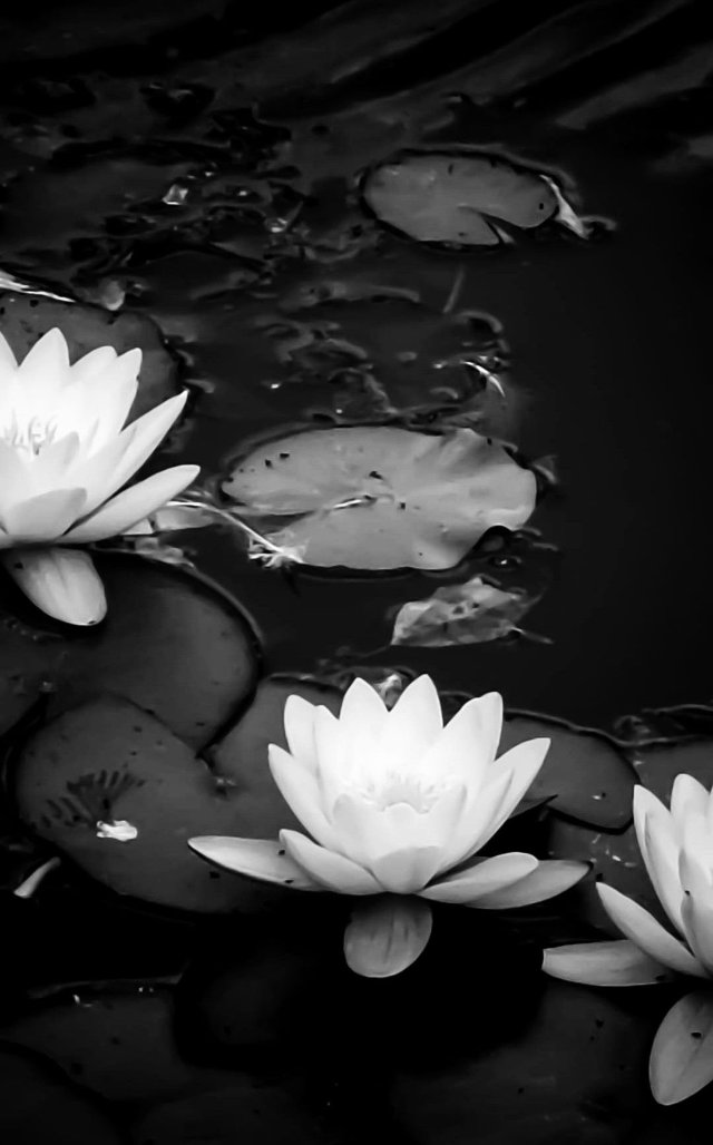 Ảnh hoa sen đen trắng phông nền tối ấn tượng