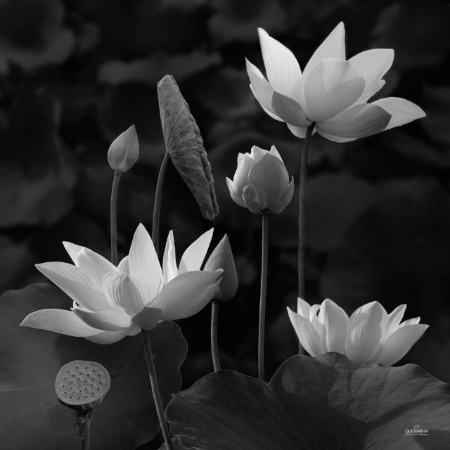 Ảnh hoa sen đen trắng với phông nền tối ấn tượng