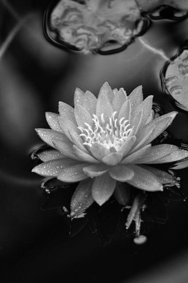 Ảnh hoa sen đen trắng với phông nền tối