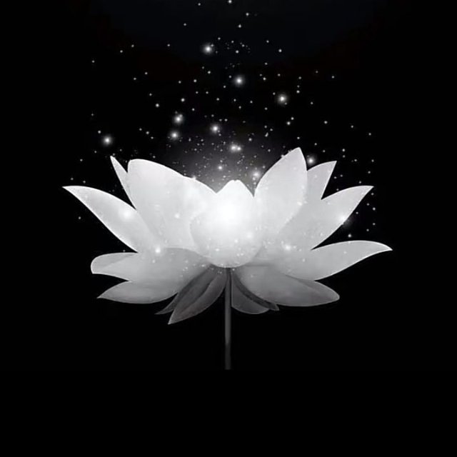 Ảnh hoa sen trắng chia buồn