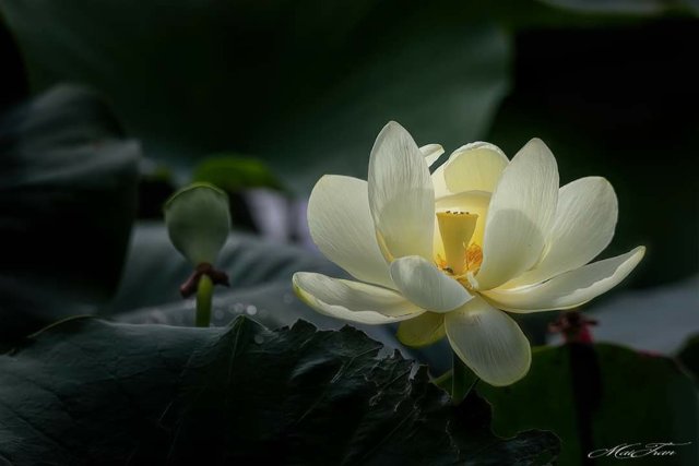 Ảnh hoa sen trắng đẹp nhất