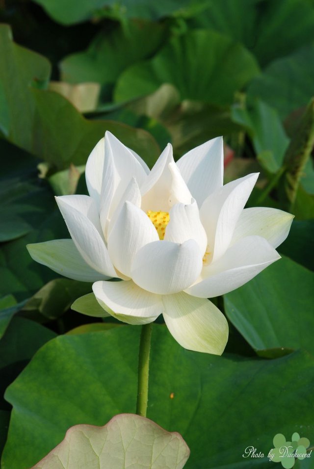 Ảnh hoa sen trắng đẹp và sang