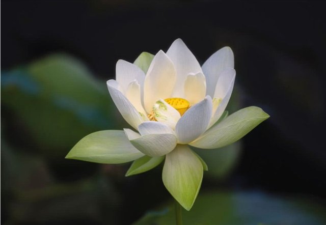 Ảnh hoa sen trắng đẹp