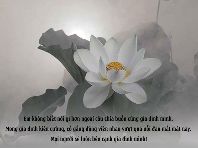 Ảnh hoa sen trắng nền đen buồn