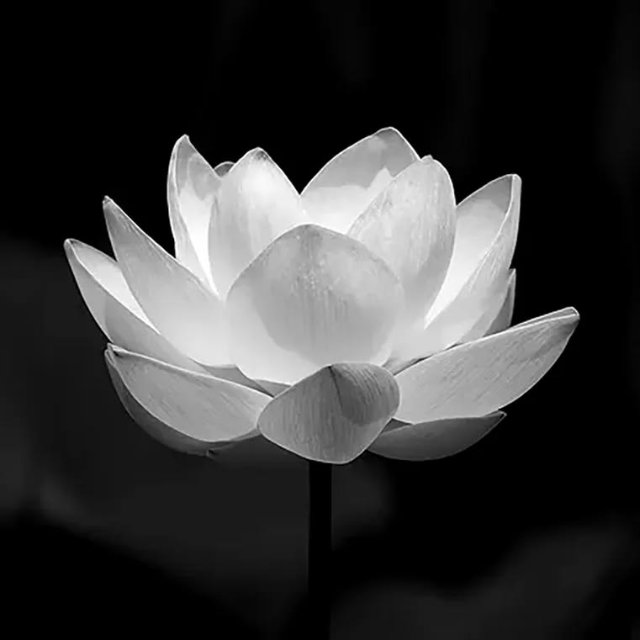 Ảnh hoa sen trắng nền đen chia buồn sâu sắc