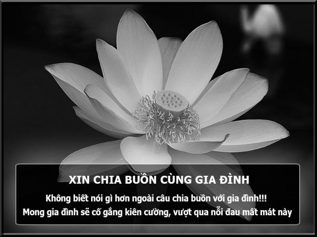 Ảnh hoa sen trắng nền đen để chia buồn