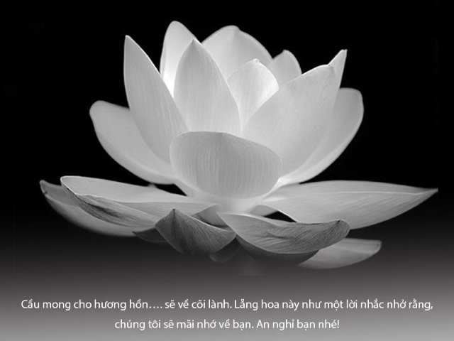 Ảnh hoa sen trắng nền đen dùng để chia buồn