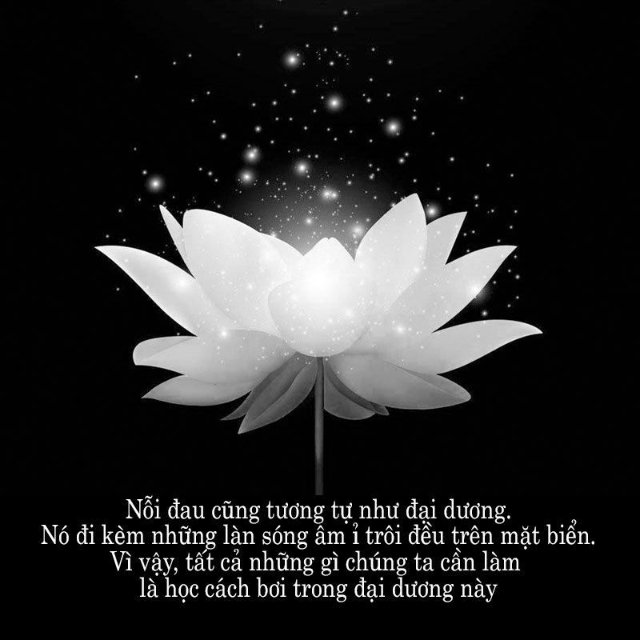 Ảnh hoa sen trắng nền đen thương tiếc