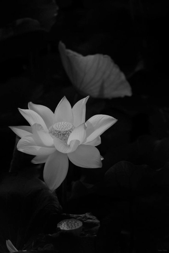 Ảnh bông sen đen được yêu thích và tìm kiếm nhiều nhất