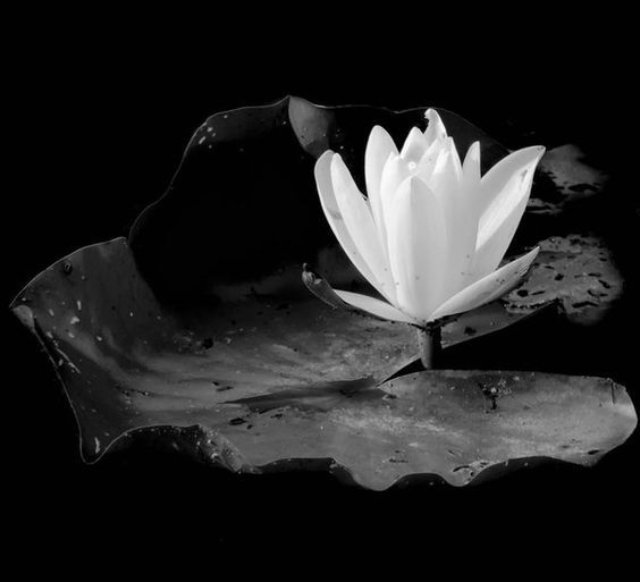 Chụp ảnh bông sen đen trắng với phông nền tối ấn tượng