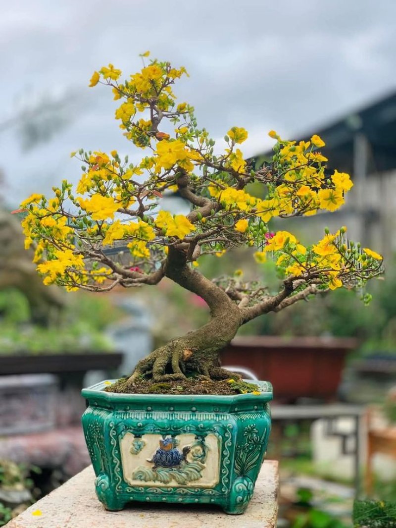 Hình ảnh cây cảnh chưng Tết 2026