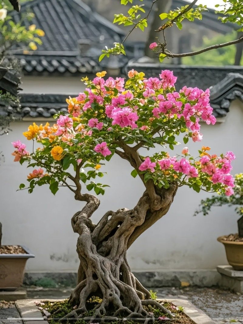 Hình ảnh cây cảnh chưng Tết Bính Ngọ