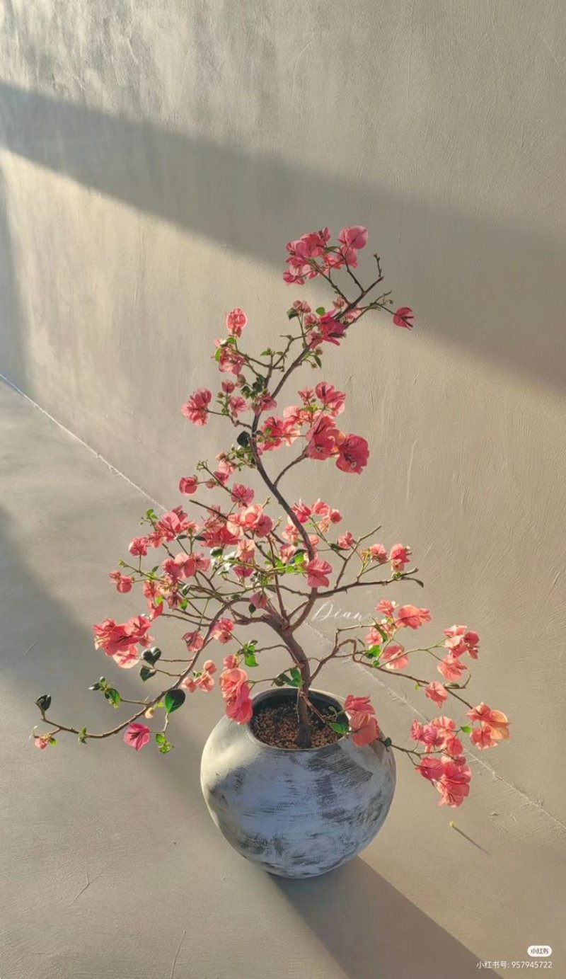 Hình ảnh cây cảnh chưng ngày Tết