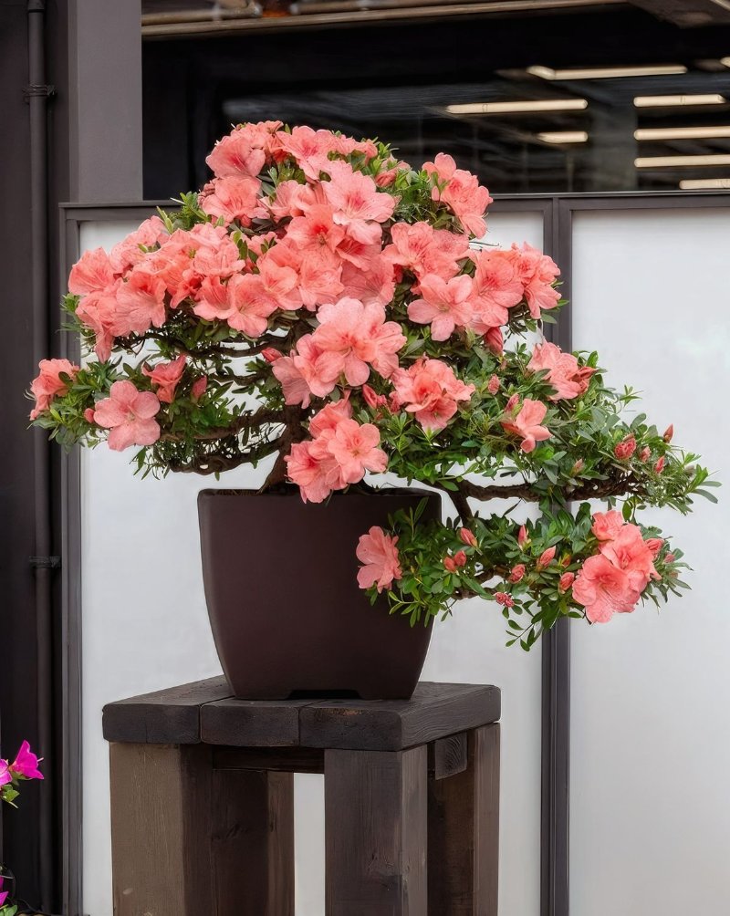 Hình ảnh cây hoa chưng Tết