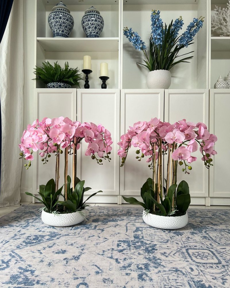 Hình ảnh cây lan chưng Tết