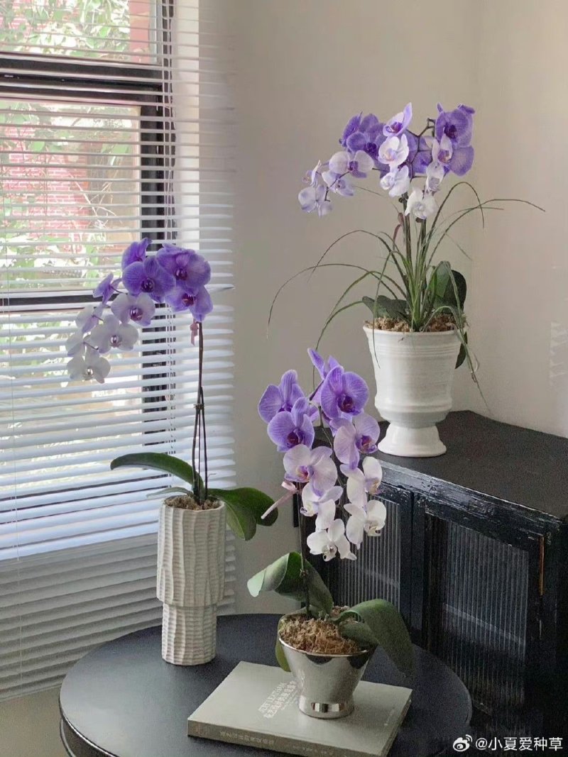 Hình ảnh đẹp về cây cảnh chưng Tết