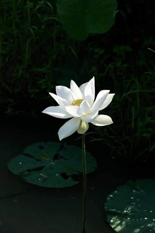 Hình nền Bạch Liên Hoa cho người yêu sen