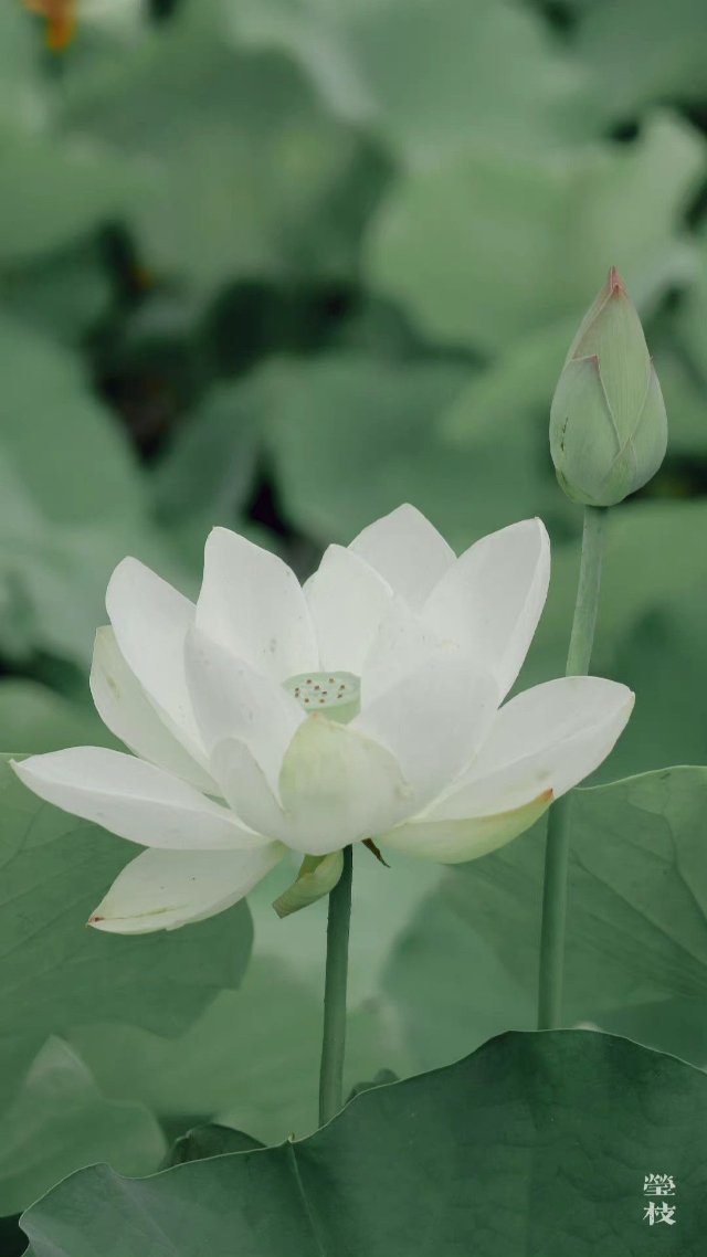 Hình nền Bạch Liên Hoa đẹp nhất 2026