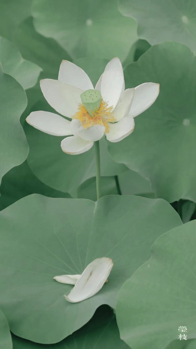 Hình nền Bạch Liên Hoa đẹp nhất