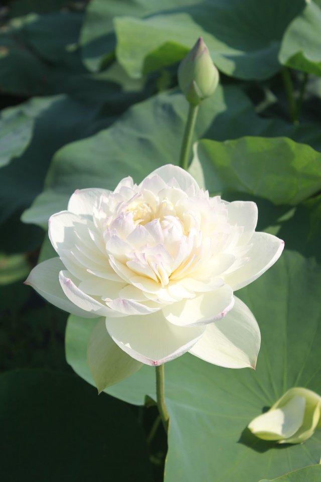 Hình nền Bạch Liên Hoa đẹp và sang