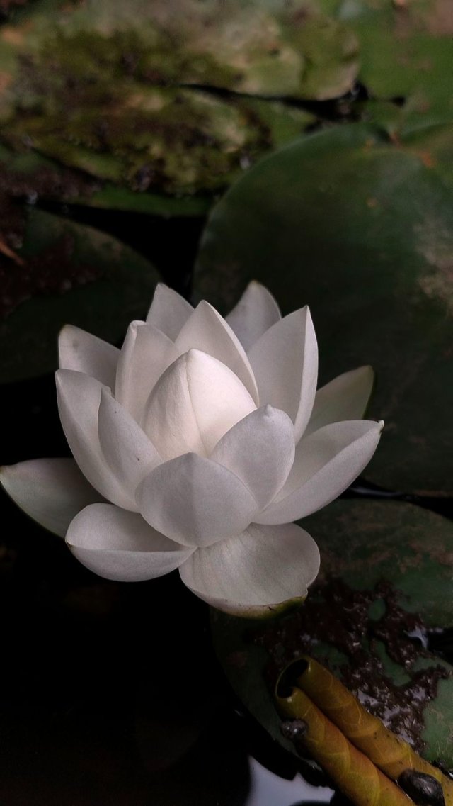 Hình nền Bạch Liên Hoa hoàn hảo