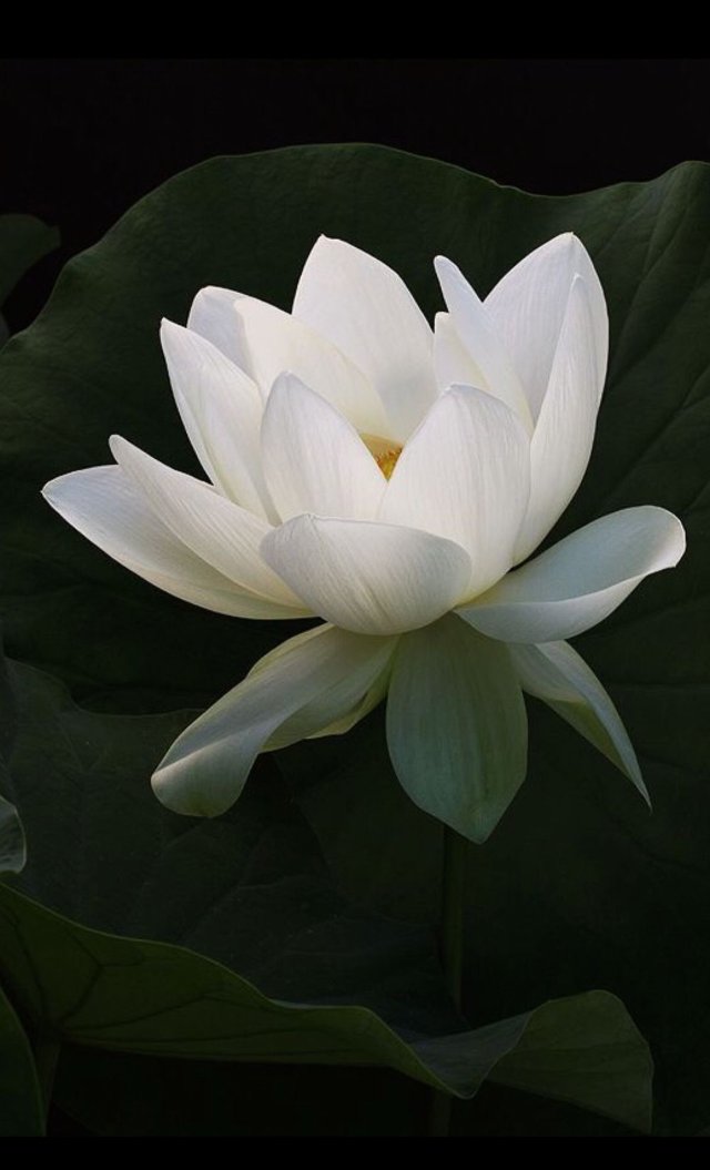 Hình nền Bạch Liên Hoa nhiều người yêu thích