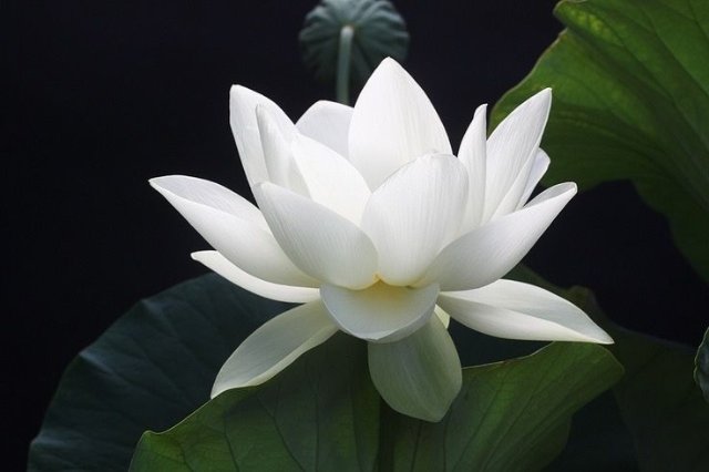 Nguồn gốc của hoa sen trắng