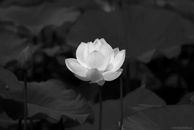 Tuyển tập ảnh hoa sen đen được tìm kiếm nhiều nhất