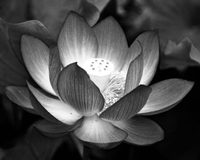 Tuyển tập ảnh hoa sen đen được yêu thích và tìm kiếm nhiều nhất