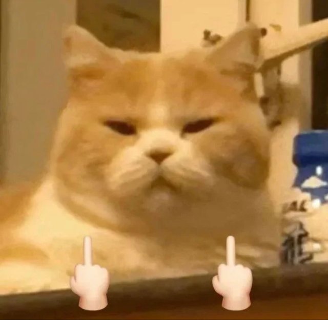 Ảnh khịa hình mèo chỉ tay 2 ngón