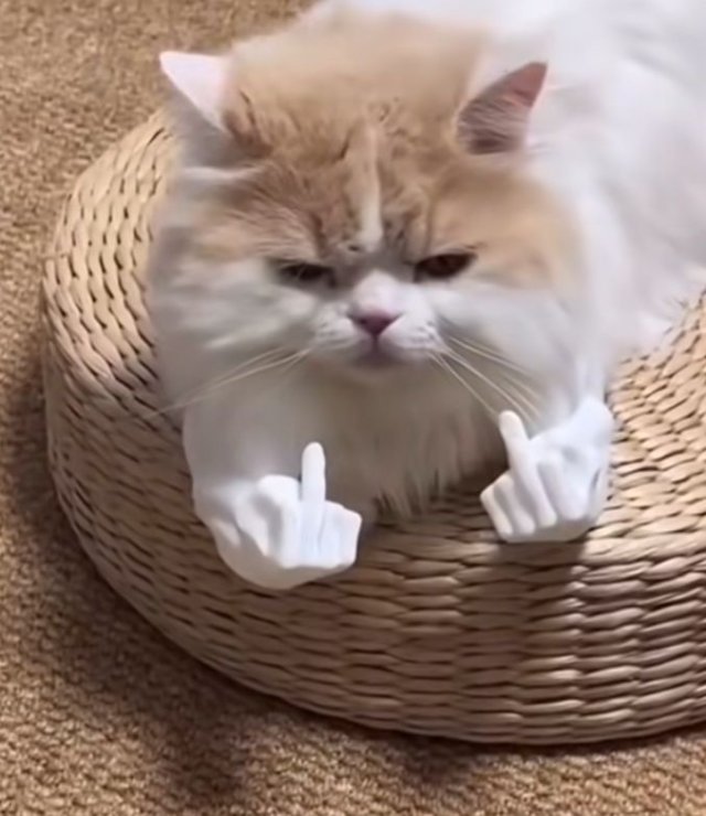 Ảnh khịa hình mèo chỉ tay cáu kỉnh