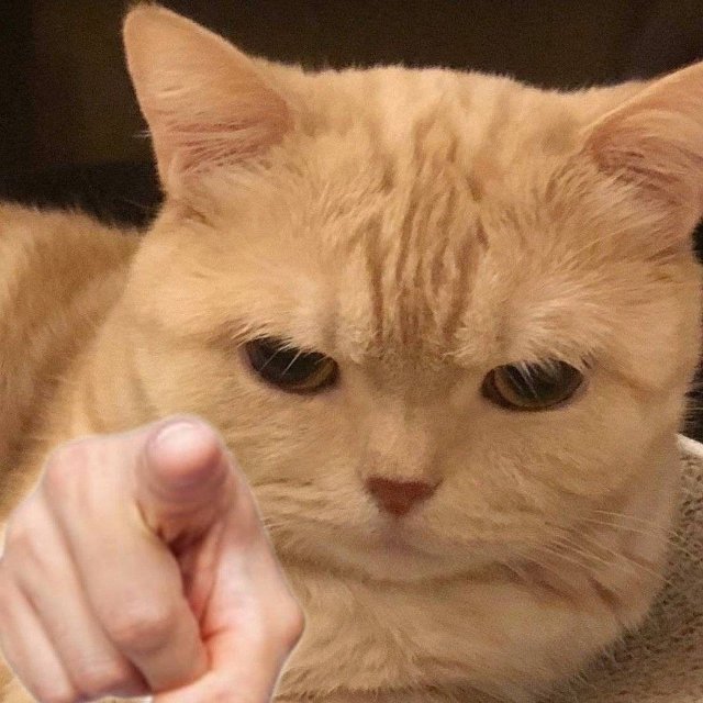 Ảnh khịa hình mèo chỉ tay dễ thương