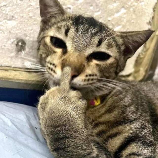 Ảnh khịa hình mèo chỉ tay hài hước