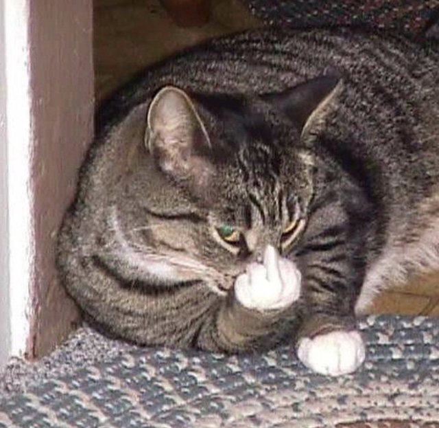 Ảnh khịa hình mèo chỉ tay hài