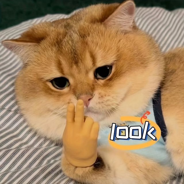 Ảnh khịa hình mèo chỉ tay ngầu lòi