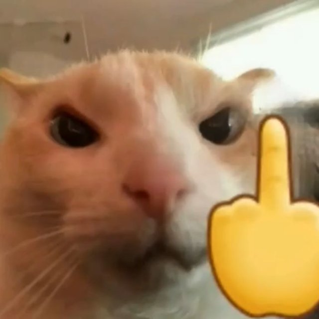 Ảnh khịa hình mèo chỉ tay ngón giữa