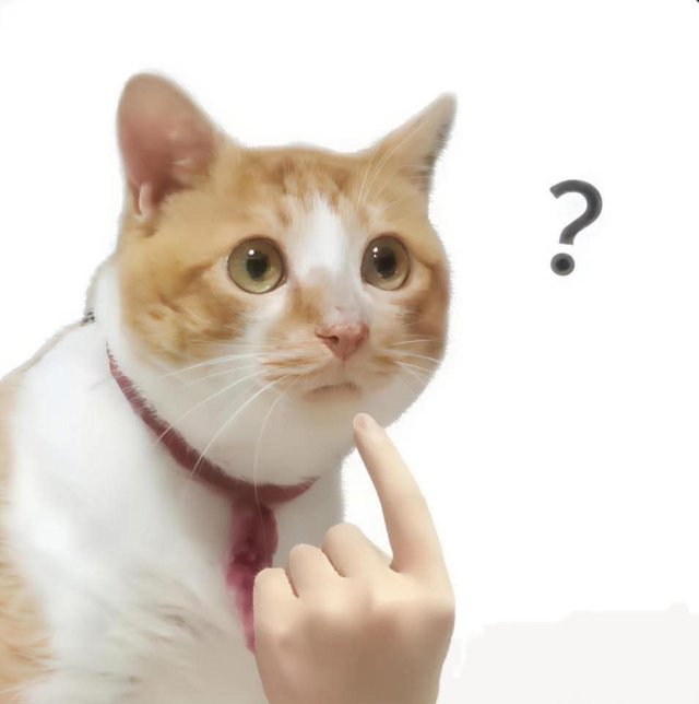 Ảnh khịa hình mèo chỉ tay