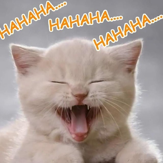 Ảnh meme mèo cười haha nhe hàm răng