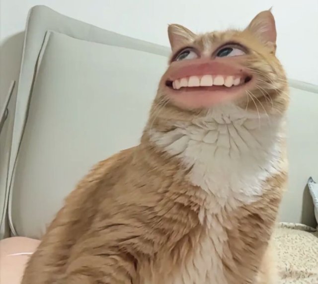 Ảnh meme mèo cười haha nhe răng bựa