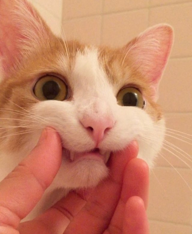 Ảnh meme mèo cười haha nhe răng đáng yêu