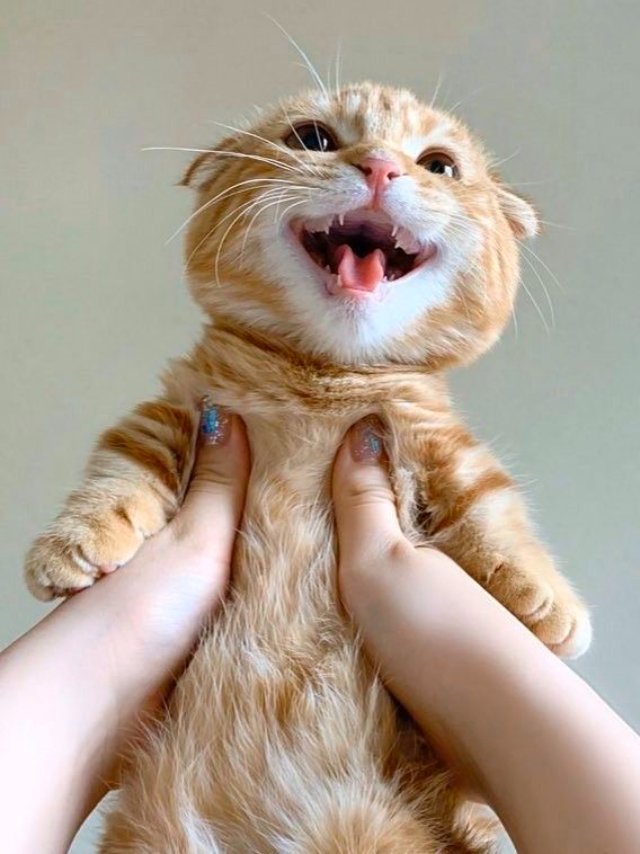 Ảnh meme mèo cười haha nhe răng hớn hở